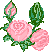pink roses